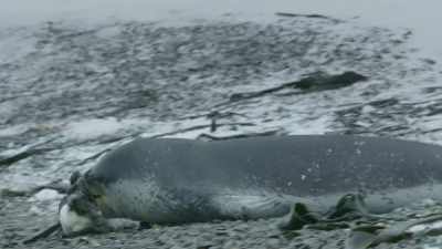 PENGUIN SQUAWKS - Frozen Planet II