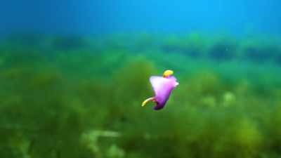 Penguin: Whoopsie!
Stan Eiseberg:
Have you slid down - When Nature Calls with Helen Mirren