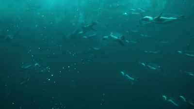 Penguins can swim ten miles per hour. - Penguin Town