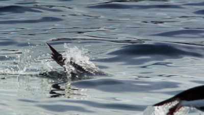 Penguins have abandoned flying - Blue Planet II