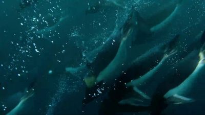 Penguins may have lost their ability to fly, - Our Planet