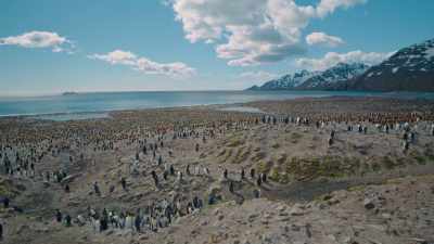 (Penguins squawking) - Shackleton: The Greatest Story of Survival