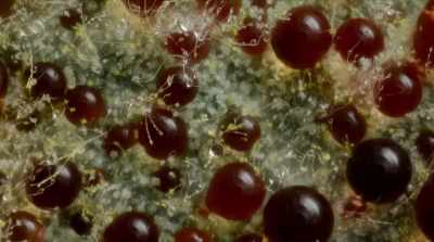Penicillin, for example, - Fantastic Fungi