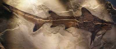 People have heard the phrase the "missing link" - Is Genesis History?