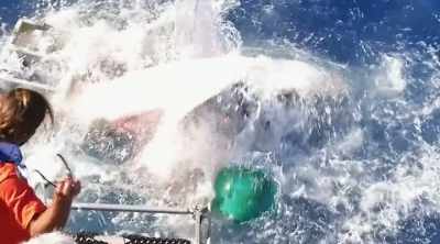 (people screaming) - Shark Attack Files