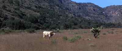 Pepper, look. - Chisum
