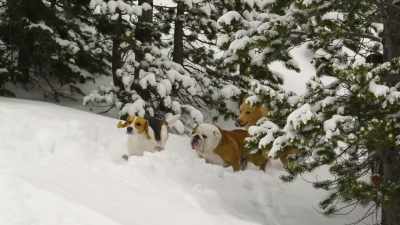 [percussive rock music playing] - Powder Pup