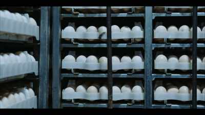 Perdue produces
a little over 12 million chickens a week. - Poisoned: The Dirty Truth About Your Food