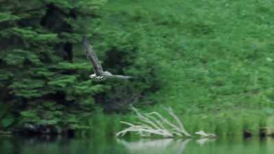 Peregrines are superb hunters
on the wing, - Epic Yellowstone