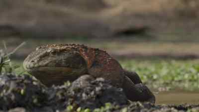 Perfect for a Beelzebufo
to continue his quest for a mate. - Prehistoric Planet