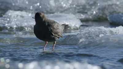 Perfect hunting grounds
for the dipper. - Epic Yellowstone