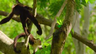 Perhaps this hollow tree
contains something delicious. - Wild Babies