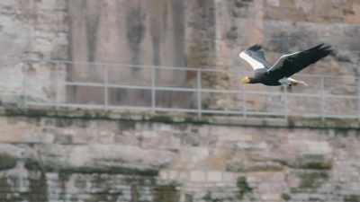 Perhaps, it's the very
mysteriousness - Fantastic Beasts: A Natural History