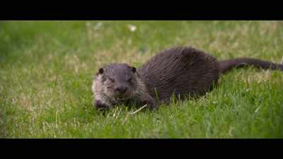 Perhaps because Molly
had lost her own family, - Billy & Molly: An Otter Love Story