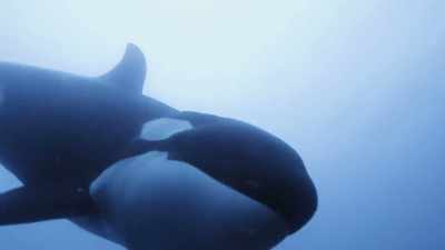 ''Perhaps mom sees him
as an underfed orca,'' - Secrets of the Whales