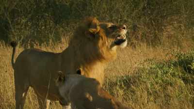 Perhaps next time, he'll take
his duties more seriously. - Serengeti