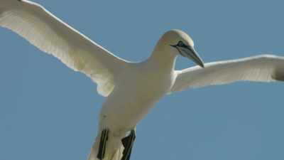 Perhaps no other bird masters
air and water like a gannet - Wild Ways of the Vikings