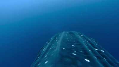 perhaps to scrape off
any parasites they might have. - Blue Planet II