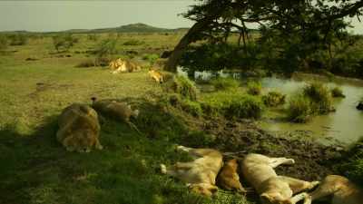 Perhaps if she keeps her distance,
she will be tolerated. - Serengeti