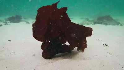 Perhaps she's trying to mimic - My Octopus Teacher