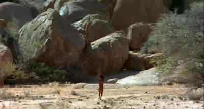 Perhaps the hyena hoped that
Xiri would get small again, - The Gods Must Be Crazy II