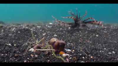 Perhaps the only creature
in all the oceans - Our Oceans