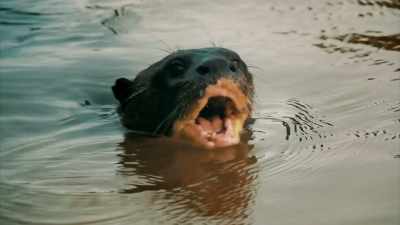 PERIDI TALKED ABOUT
THE FACE OF AN OTTER - Expedition Mungo