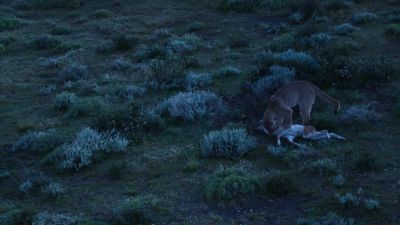 Petaca's mother makes her kill... - Earth at Night in Color