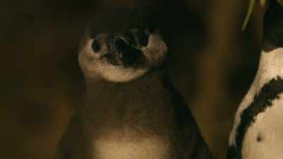 Petal and her big brother Twig - Penguin Town