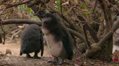 Petal and Twig. - Penguin Town