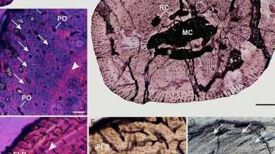 Pete: USING HISTOLOGICAL METHODS
WHERE THEY COUNT GROWTH RINGS, - Dino Hunters