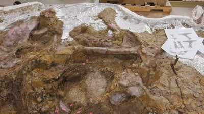 PETER LARSON SHOULD BE ABLE TO
IDENTIFY WHAT THESE BONES GO TO. - Dino Hunters