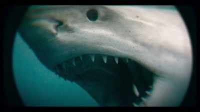 Peter had seen two
of Ron's documentaries - Playing with Sharks