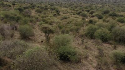 Phoenix and her pack are now 18 miles away - Chasing the Rains