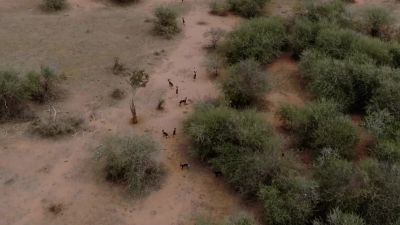 Phoenix and her pack, have the advantage of numbers. - Chasing the Rains