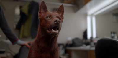 (PHONE BUZZES) - Koko: A Red Dog Story