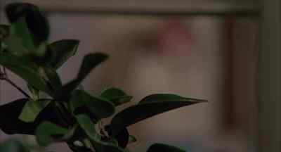 (PHONE RINGING) - The Amityville Horror