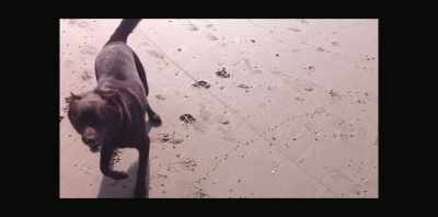 ('PHOTOGRAPH' BY RINGO STARR) - Koko: A Red Dog Story