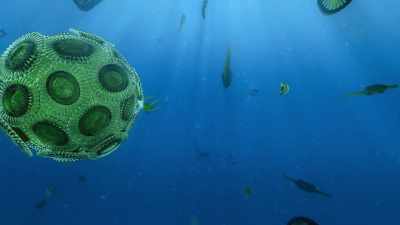Phytoplankton... - Our Planet