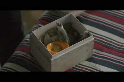-[Pia gasps] You kept it?
-[bird tweeting] - Noblemen