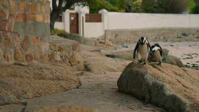 Picking a safe spot to lay eggs - Penguin Town