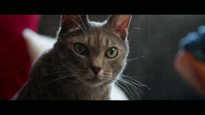 Pickles, kind of
got hooked onto me, - Cat Daddies