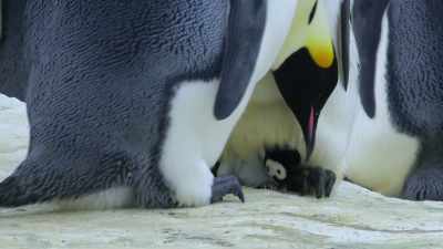 Pico is carefully swapped
from one doting parent - Wild Babies