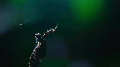 Piece by piece, - The Secret Lives of Animals