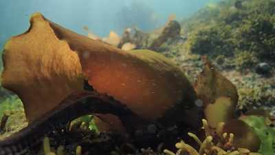 Piece of algae that you can hardly
hold with your hands - My Octopus Teacher