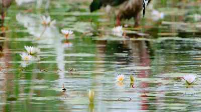 Pied kingfishers… - Surviving Paradise: A Family Tale