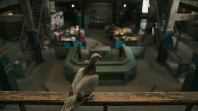 [PIGEON COOING] - The Watch