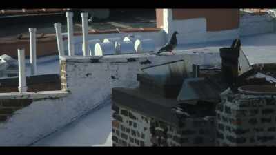 [pigeon coos] - Love Life