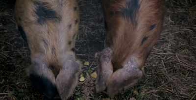 [pigs grunt] - Surviving Christmas with the Relatives