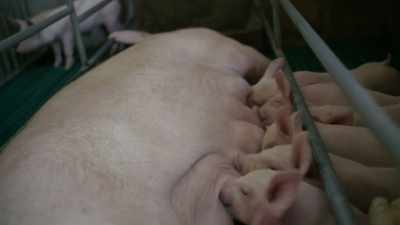 (pigs snuffling) - Q: Into the Storm